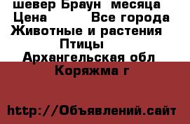 шевер Браун 2месяца › Цена ­ 200 - Все города Животные и растения » Птицы   . Архангельская обл.,Коряжма г.